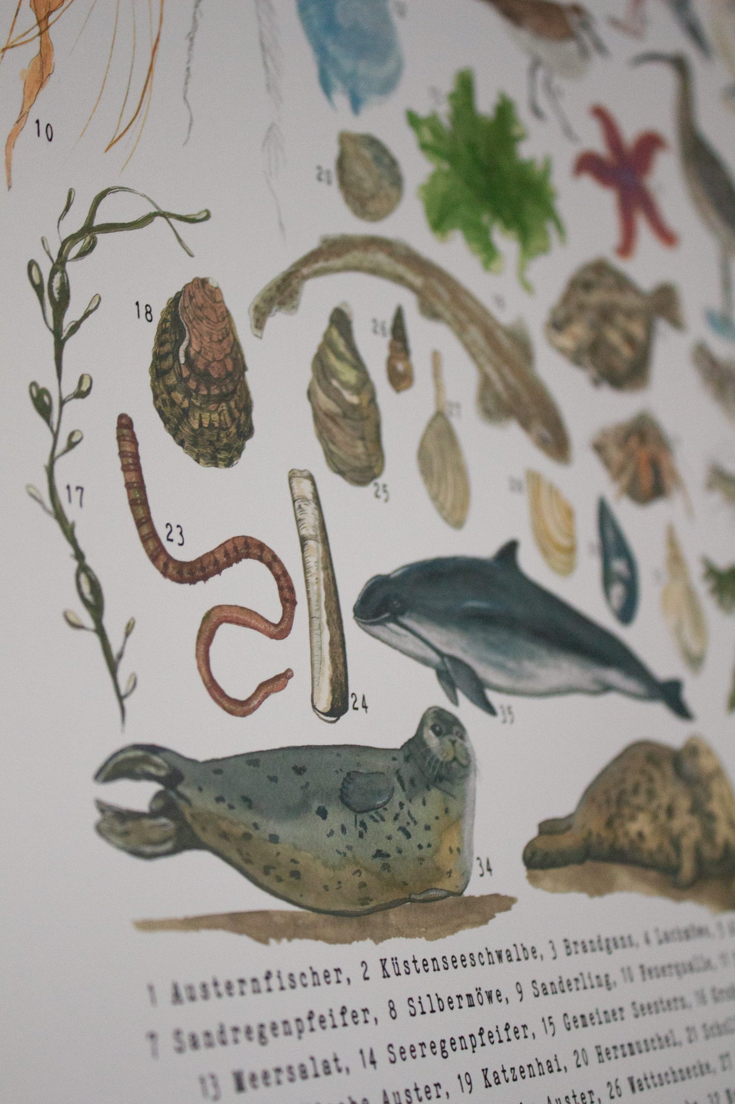 Poster Tiere des Wattenmeers mit maritimen Illustrationen