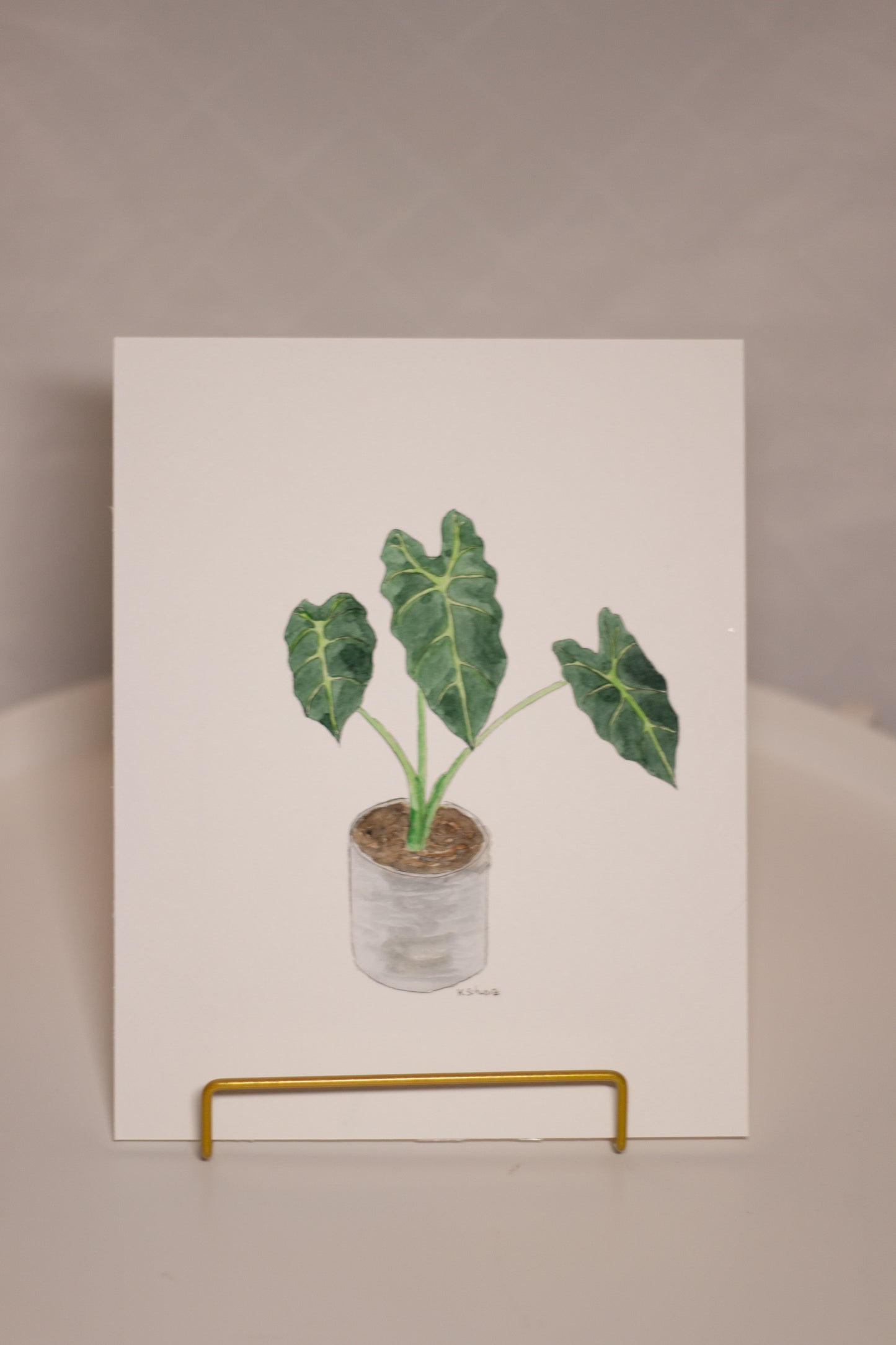 Alocasia (Pflanzenportrait)