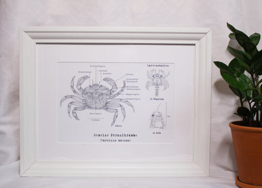 Krebs Kunstdruck