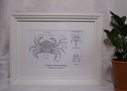 Wissenschaftliche Illustration Strandkrabbe