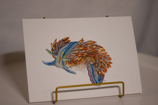 Meeresschnecke (Nudi)