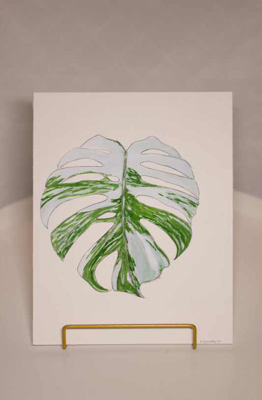 Monstera variegata Blatt