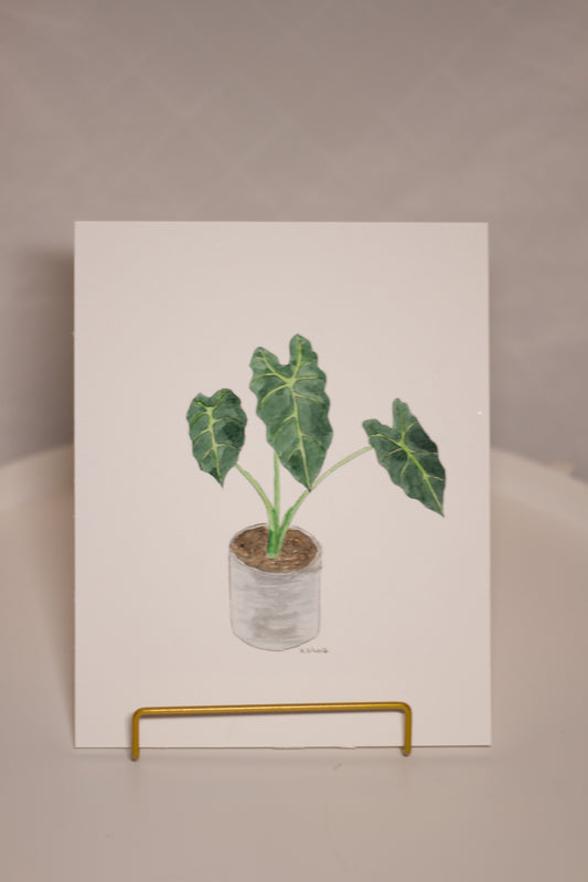 Alocasia (Pflanzenportrait)