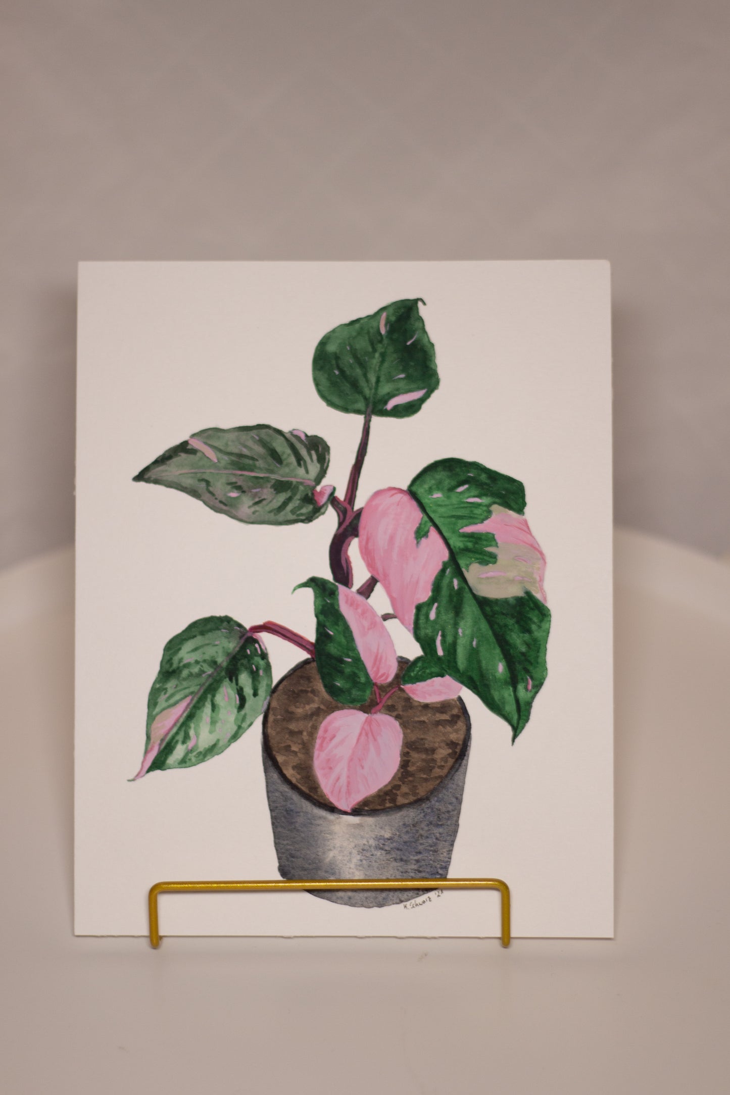 Zimmerpflanze Philodendron Pink Princess