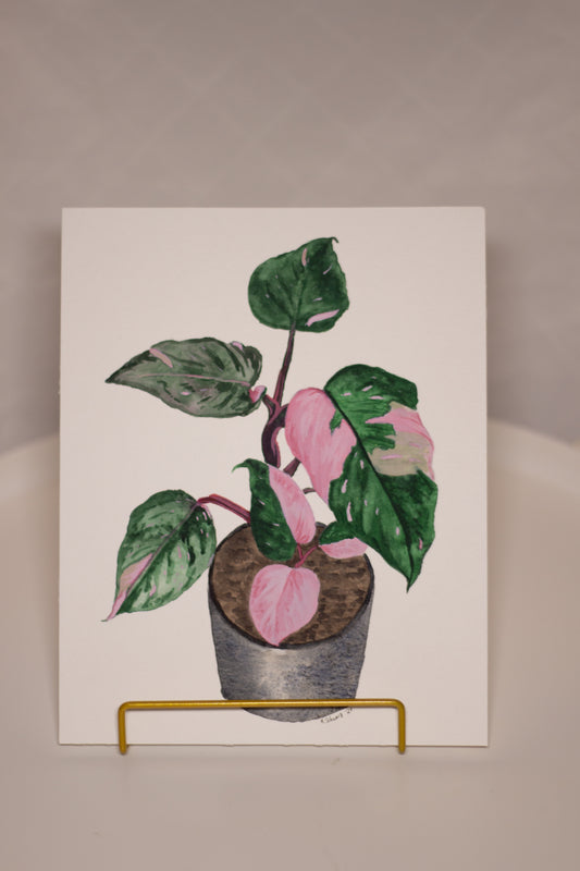 Zimmerpflanze Philodendron Pink Princess