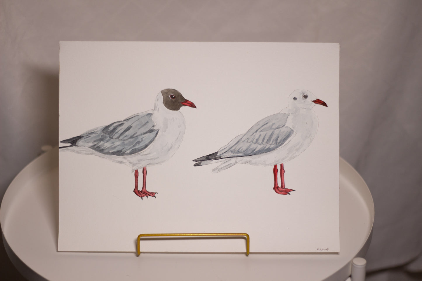 Lachmöwen Sommer und Winterkleid