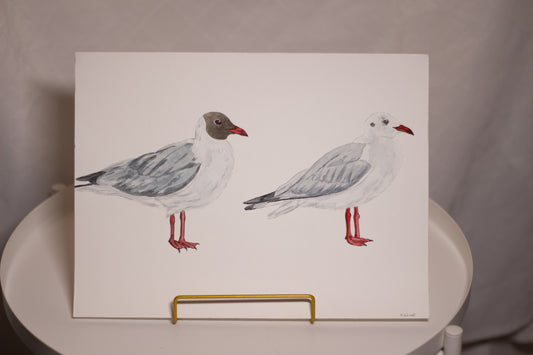 Lachmöwen Sommer und Winterkleid