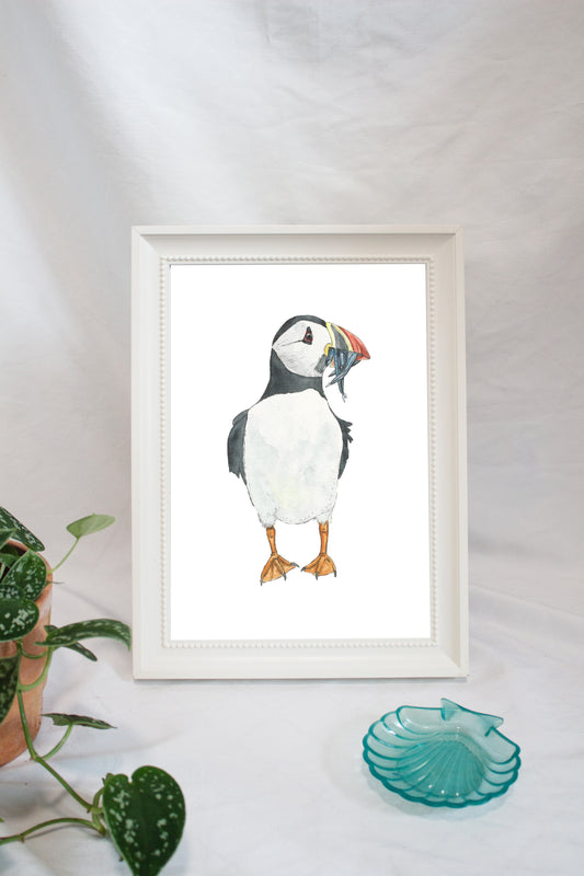 Papageientaucher / Puffin Nr. 3