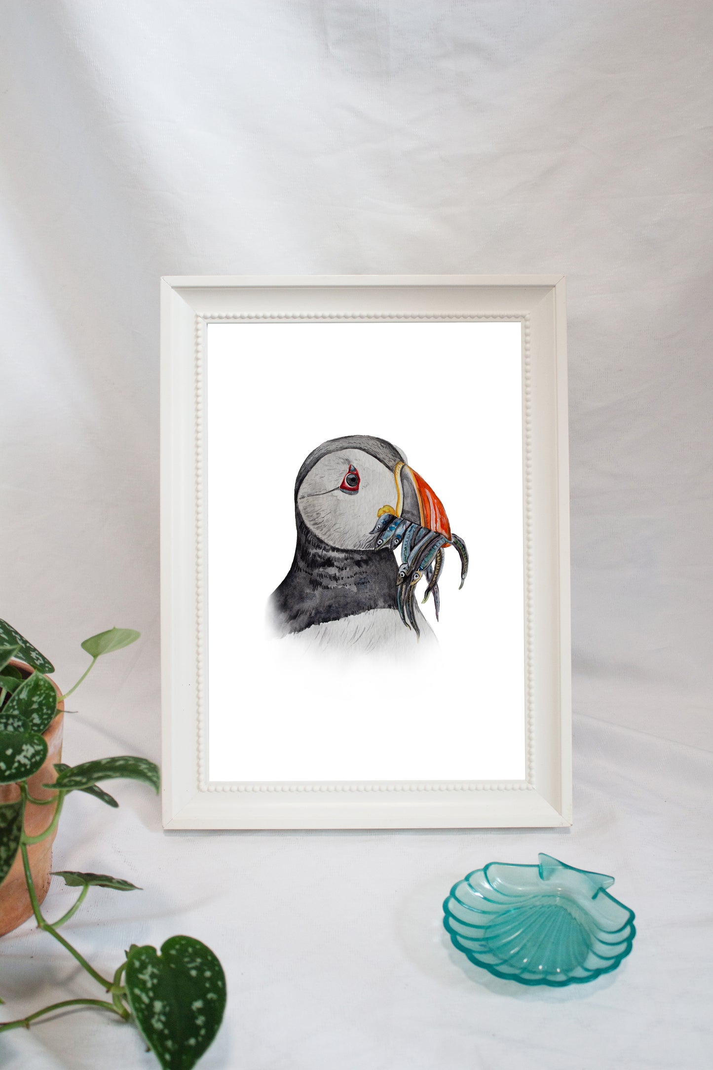 Papageientaucher / Puffin - Portrait