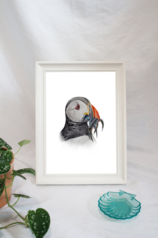 Papageientaucher / Puffin - Portrait